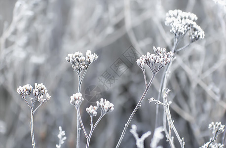 冬天自然花选择聚焦于冬季植物表面的悬浮转以冬地植物为焦点c选择重点突出在冬季田植物上的浅地飘浮图片