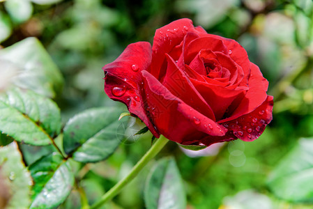 明亮的蔷薇科露在花园的树枝上绽放特写红玫瑰为背景在树枝上绽放图片