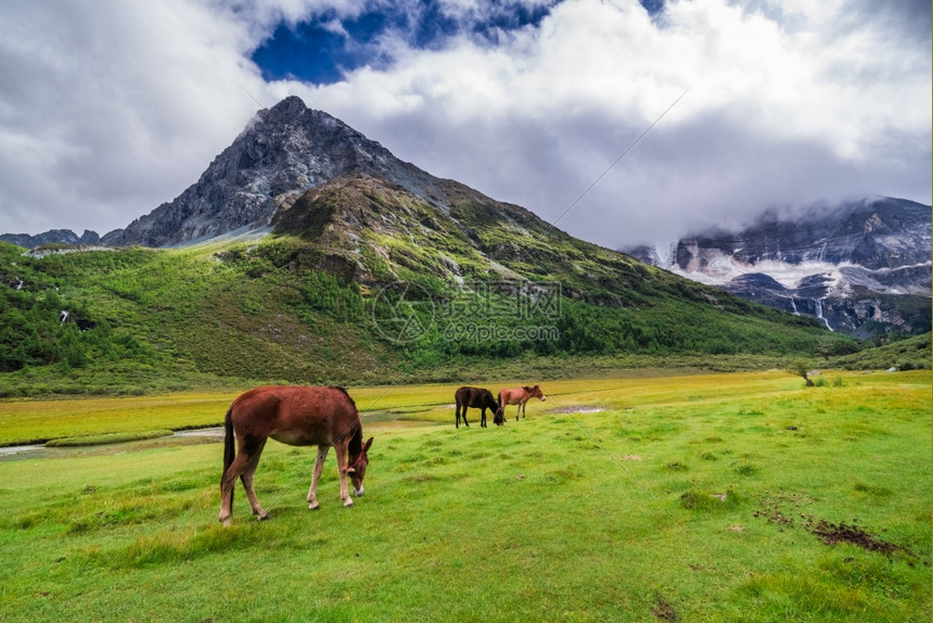 稻城山亚丁自然保护区的马在四川道成一幅有名的风景藏图片