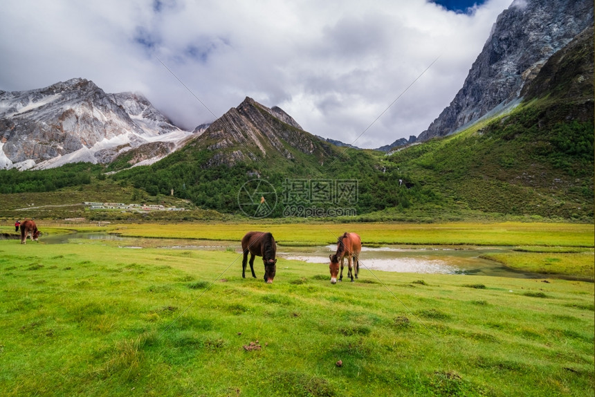 高地著名的亚丁自然保护区的马在四川道成一幅有名的风景观图片