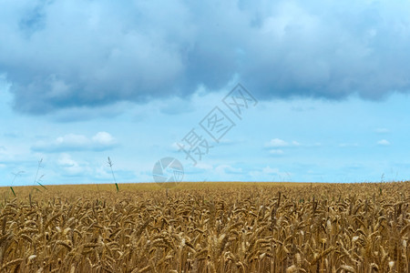 季节黄色的麦穗农田玉米图片