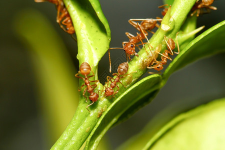 戳在泰国自然界的树上闭紧红蚂蚁荒野动物图片