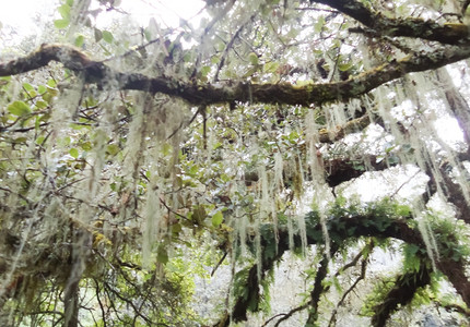 粗糙的蕨类树上地衣苔藓图片