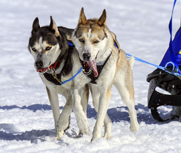 自然赫尔斯基雪橇狗队在冬季上班前外面用舌头工作哈斯基雪橇狗队正在工作运动犬类背景图片