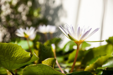 盛开的白莲花图片