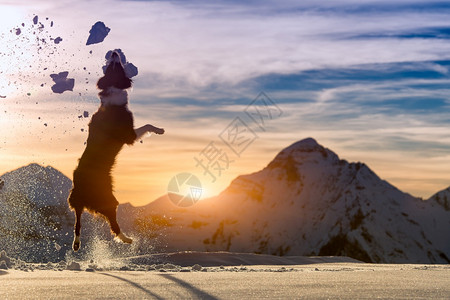 边界的山羊跳雪朋友们警觉玩图片