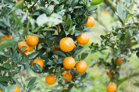 农场树上的橘子图片