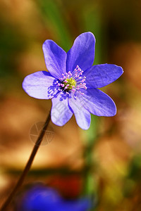 早期的春花美丽开在森林中第一朵小花黑白热血球地钱植物图片