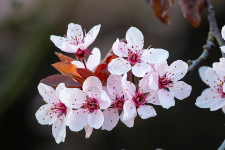 花园开新鲜春天的樱树枝上朵春天的樱树枝上朵图片