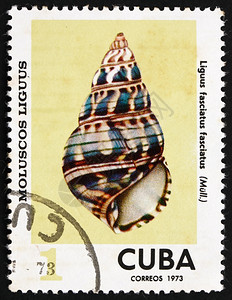 动物古巴大约1973年一张印在古巴的邮票显示大约1978年海贝壳的LiguusFasciatusFasciatus优质的纪念图片