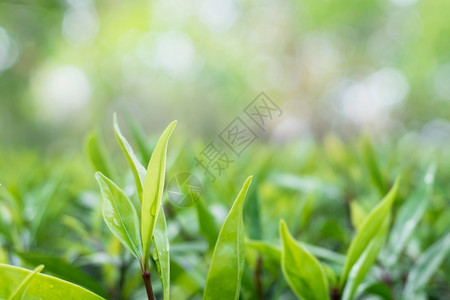 以模糊绿背景和复制空间封闭绿叶质地树季节图片