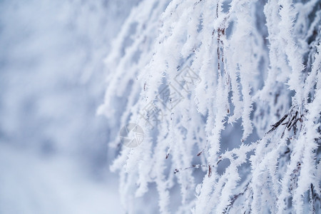 寒冷的分支白色满有雪和冰霜圣诞贺卡或冬季背景图象的枯树枝包括积雪和冻的圣诞贺卡或冬季背景图象图片