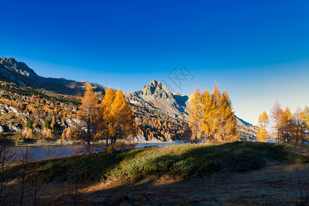 木头桑克特莫里茨瑞士阿尔卑斯山附近恩加丁谷的美丽秋天风景森林马洛亚图片