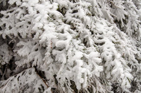 森林上被雪覆盖的落叶图片