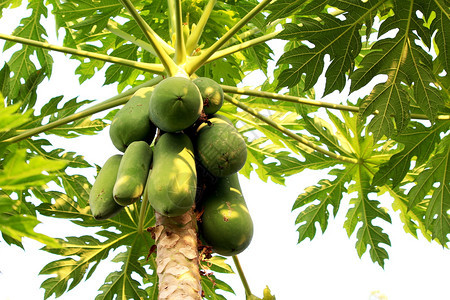 木瓜树和农场生的果园亚洲图片