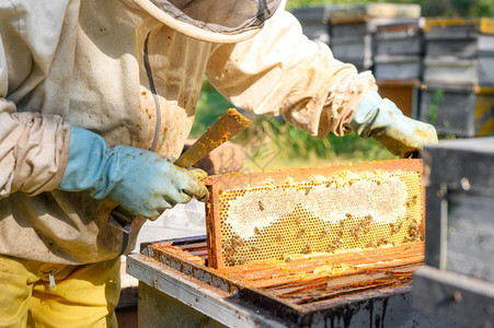 授粉盒子农业养蜂场的人正在与场的蜜和箱合作高质量图像的特写视养蜂场的人正在场的蜜和箱特写视图图片