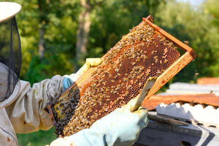 蜡盒子养蜂场的人正在与场的蜜和箱合作高质量图像的特写视养蜂场的人正在场的蜜和箱特写视图农业图片