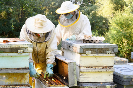 工作蜂巢蜡养场的人正在与场的蜜和箱合作高质量图像养蜂场的人正在场的蜜和箱图片