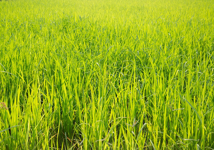 农田里的稻田图片