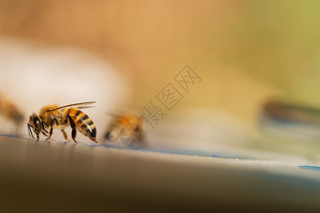 花粉蜜蜂在工作回到家里在工作时用天然的回旋蜜蜂家夏天飞图片