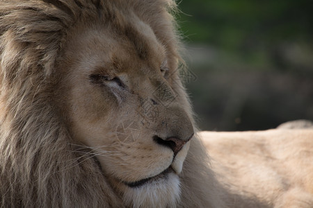 雄狮子睡在太阳下鼻子毛茸动物园图片