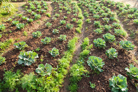 田地里的蔬菜图片