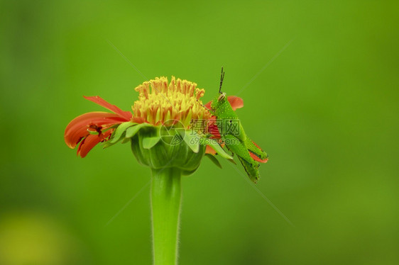 草橙色花朵上的蚱蜢场地花园图片