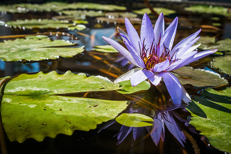 池塘中紫莲花图片