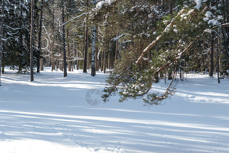 庆典常绿下雪的透过树枝看见一片雪雨林的角冷杉高清图片素材