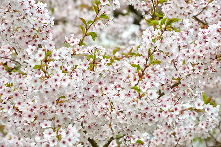 颜色粉的新鲜樱花四月开图片