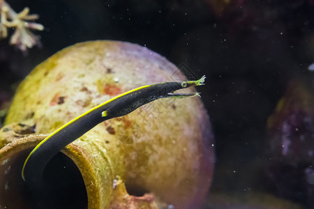热带幼年的彩黑色和黄在印地安太平洋的小水蛇丝带微的图片