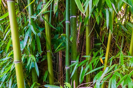 草健康大型封闭流行热带植物本底的绿竹干和叶广受欢迎的热带植物竹子图片