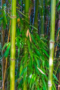 树木亚洲人竹干和叶天然本底流行热带花园植物的大型封闭图片