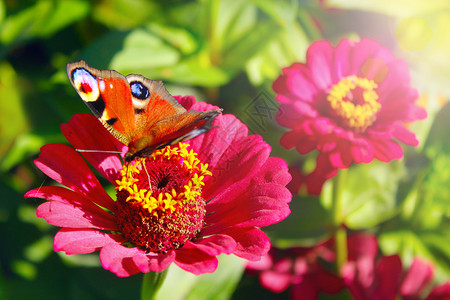 欧洲的草地孔雀眼睛对坐落在辛尼亚花上的孔雀眼睛津尼亚蝴蝶花园图片