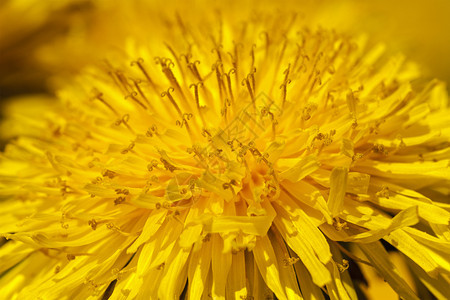 绽放牧场由一朵金色花拍攝的达迪利翁花朵瓣图片