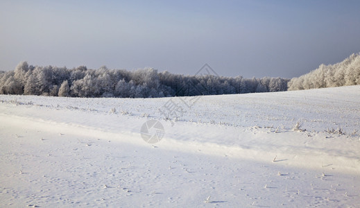 一片有雪覆盖草和树木的田地冬季风景在混合森林中生长野地上阳光明媚的天气冬风景树叶冷静的乡村图片