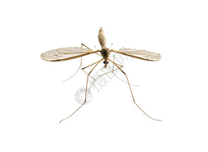 流行病在白色背景上孤立的蚊子不卫生危险的图片