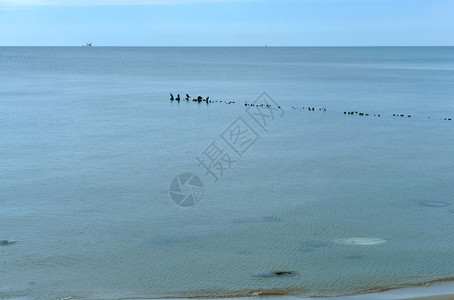 喂食海鸟目前栖息地的水禽海岸喙图片