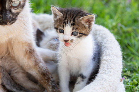 猫窝里的小猫咪图片