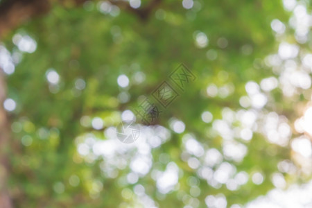 天绿色自然摘要bokeh背景从树上脱出以为焦点的叶bokoh颜色生态图片