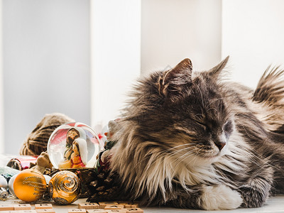 快乐的复制白孤立背景的宠物护理概念迷人鲜花小猫有圣诞装饰宠物护理概念可爱风毛小猫有圣诞装饰趣的图片