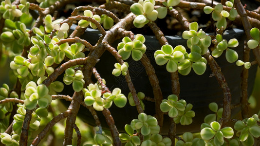 黑色的白近距离和有选择地关注PortulacariaAfra或大象BushSucculent植物正在黑塑料锅中生长自然图片