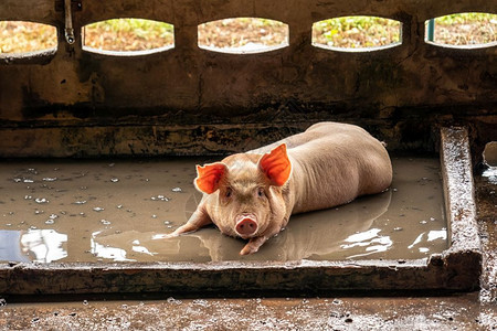 食物猪养场业的幼家畜亚洲农民高清图片素材