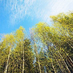 树晴天自然夏季BirchForestBirch森林和蓝天空背景图片