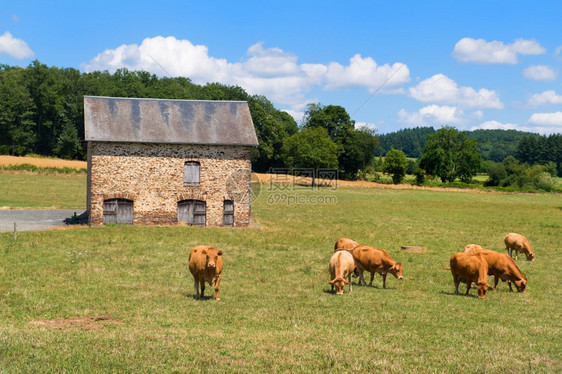 场地法国风景中的棕色利木鱼牛在谷仓前丘陵草原图片