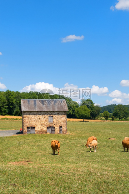 动物丘陵法风景中的棕色利木鱼牛在谷仓前图片