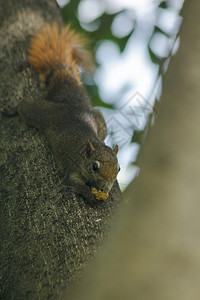 松鼠们爬上公园高树的红色动物图片