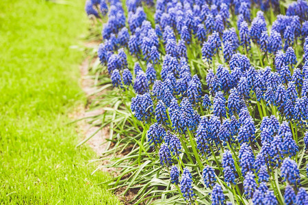 荷兰BlueMuscarihyacinth蓝实野农业植物群乡村的图片