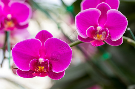 紫色边界粉红的蝴蝶兰花开图片