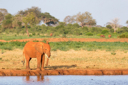 阳光树大草原中部水坑的红象家族大草原中部水坑的红象家族形目图片